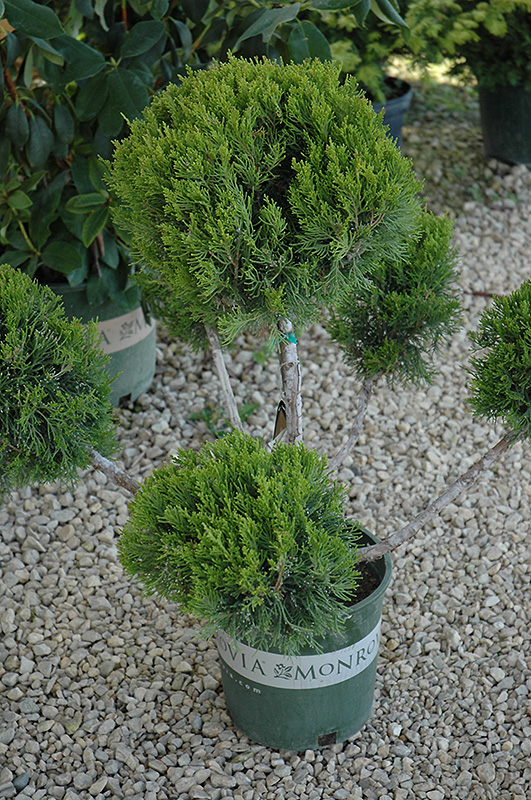 Mint Julep Juniper (pom pom) (Juniperus chinensis 'Mint Julep (pom pom)') at Cashman Nursery