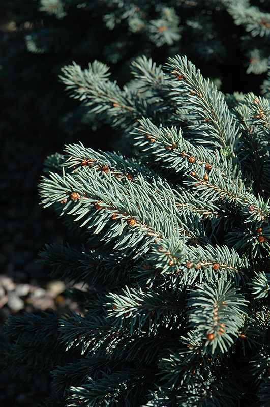 Waldbrunn Blue Spruce (Picea pungens 'Waldbrunn') at Cashman Nursery