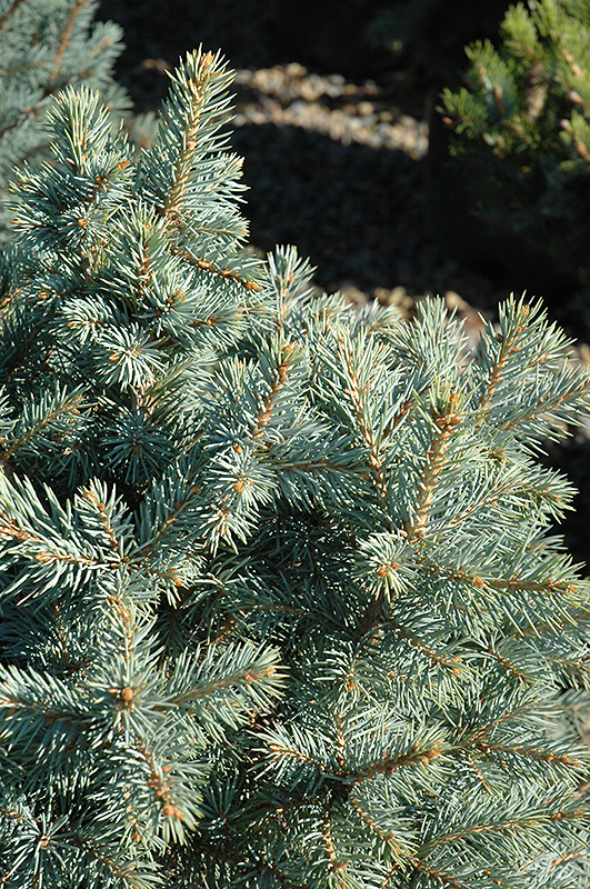 Sester Dwarf Blue Spruce (Picea pungens 'Sester Dwarf') at Cashman Nursery