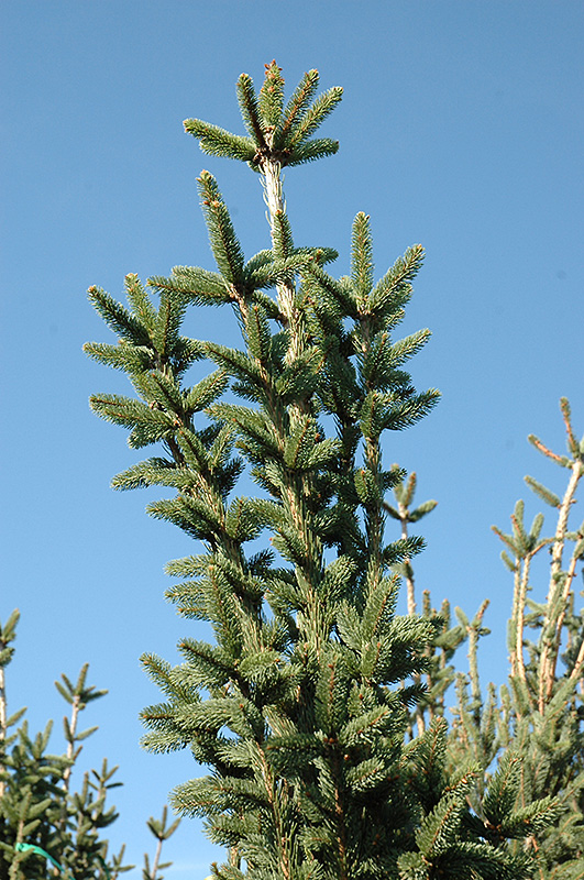 Columnar Norway Spruce (Picea abies 'Cupressina') at Cashman Nursery