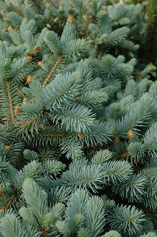 Lundeby's Dwarf Blue Spruce (Picea pungens 'Lundeby's Dwarf') at Cashman Nursery
