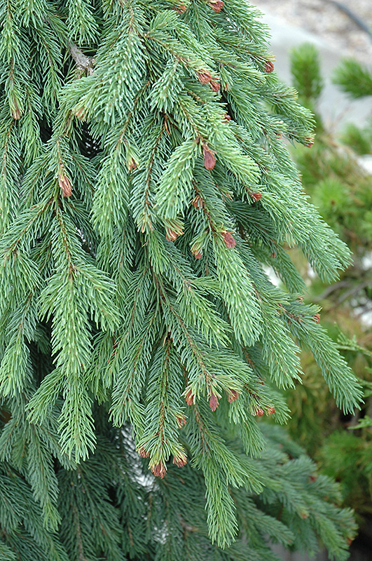 Weeping White Spruce (Picea glauca 'Pendula') at Cashman Nursery