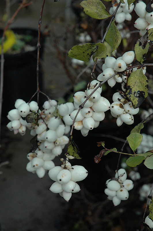 Snowberry (Symphoricarpos albus) at Cashman Nursery
