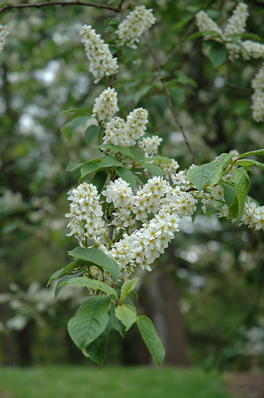 Mayday (Prunus padus) at Cashman Nursery