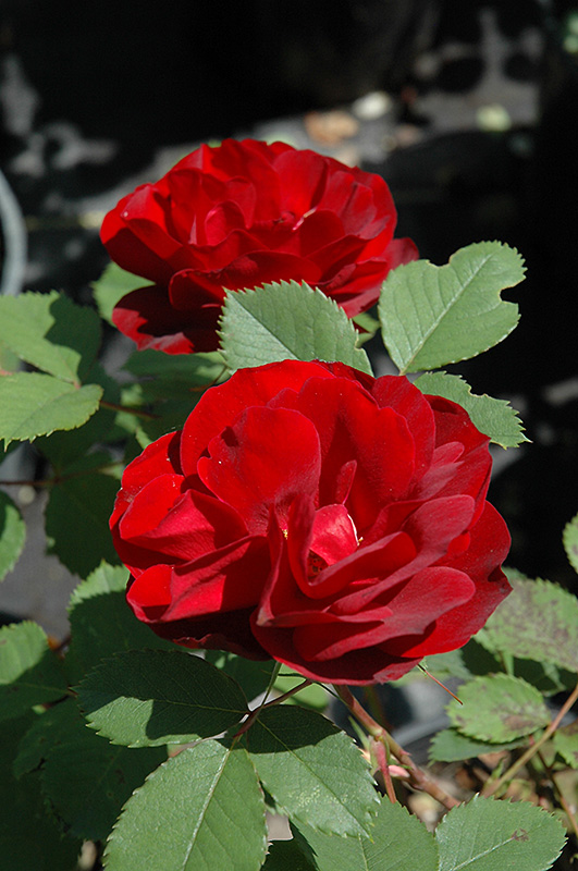 Hope for Humanity Rose (Rosa 'Hope for Humanity') at Cashman Nursery