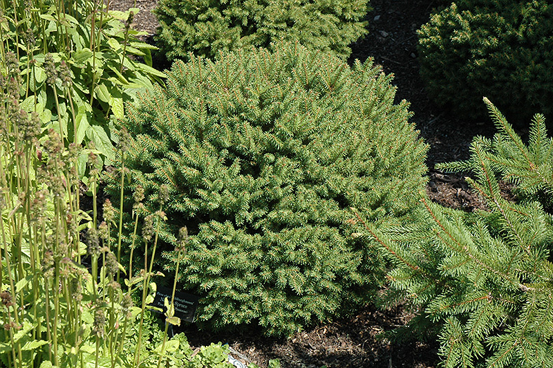 Hildburghausen Norway Spruce (Picea abies 'Hildburghausen') at Cashman Nursery