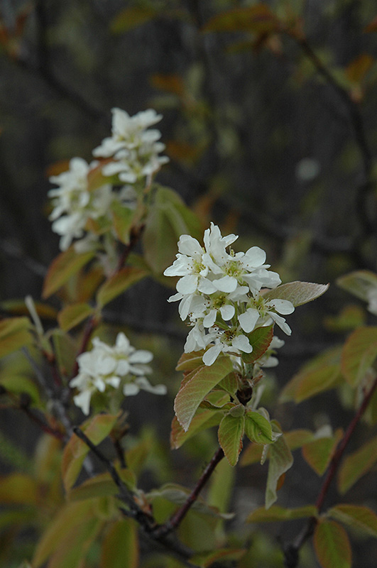 Saskatoon (Amelanchier alnifolia) at Cashman Nursery
