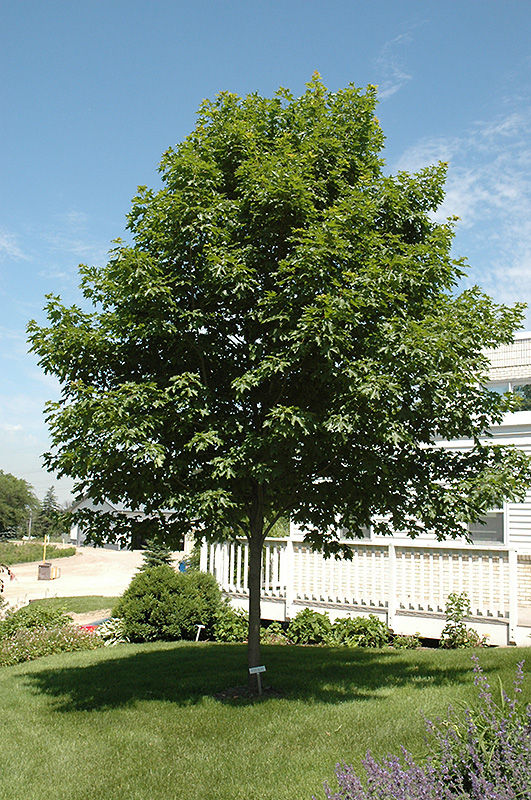 Fall Fiesta Sugar Maple (Acer saccharum 'Bailsta') at Cashman Nursery
