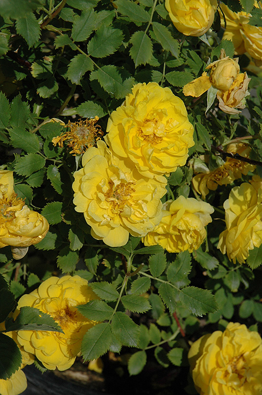 Persian Yellow Rose (Rosa 'Persian Yellow') at Cashman Nursery