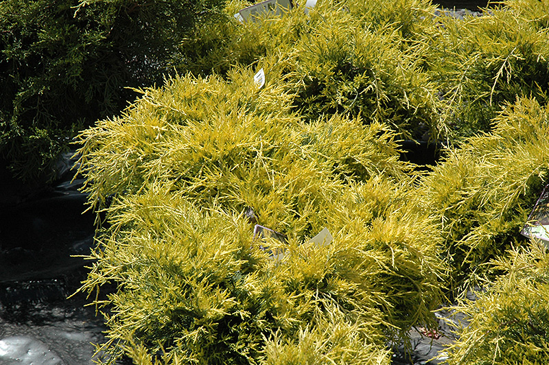 Sea Of Gold Juniper (Juniperus x media 'Sea Of Gold') at Cashman Nursery