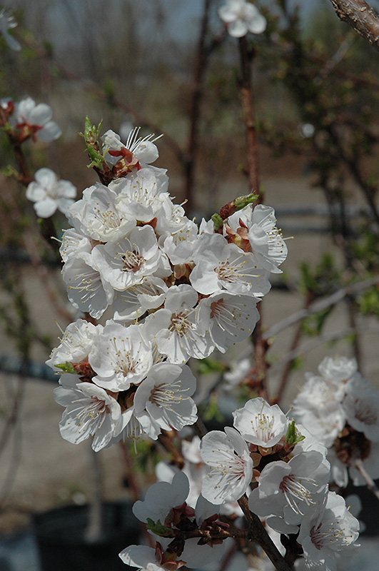 Sungold Apricot (Prunus 'Sungold') at Cashman Nursery
