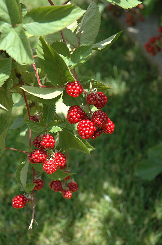 Heritage Raspberry (Rubus 'Heritage') at Cashman Nursery