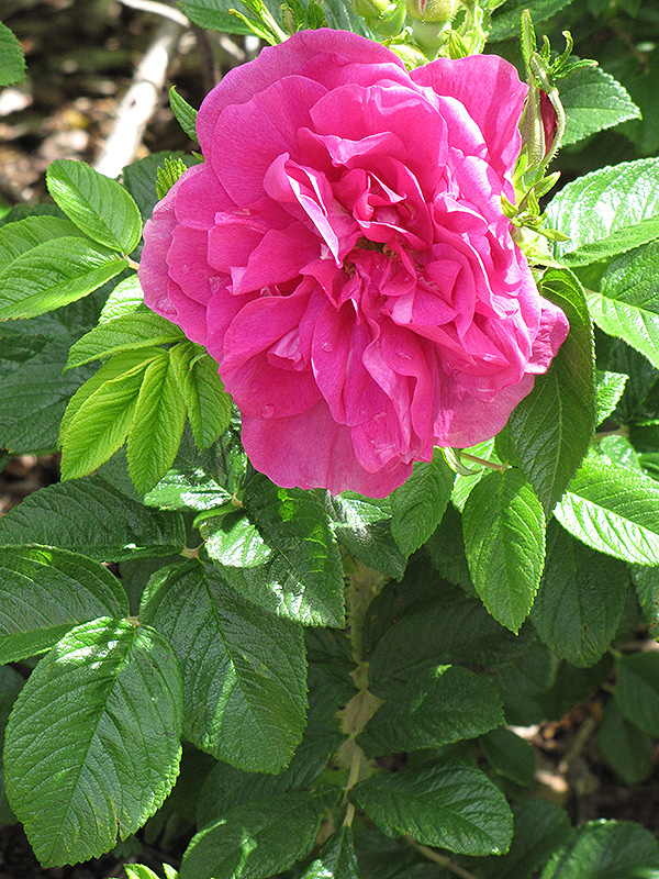 Hansa Rose (Rosa 'Hansa') at Cashman Nursery