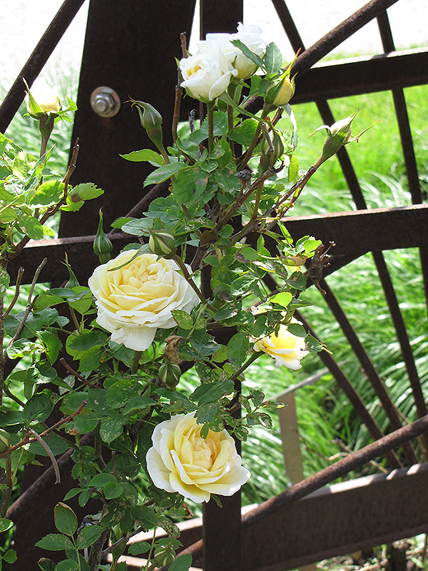 J.P. Connell Rose (Rosa 'J.P. Connell') at Cashman Nursery
