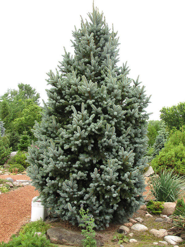 Iseli Fastigiate Spruce (Picea pungens 'Iseli Fastigiata') at Cashman Nursery