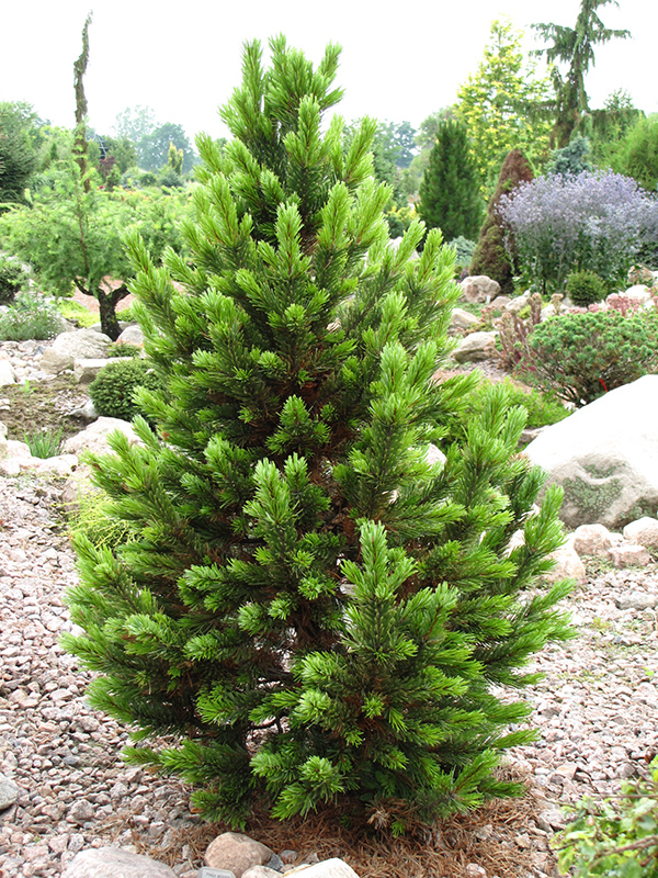 Formal Form Bristlecone Pine (Pinus aristata 'Formal Form') at Cashman Nursery