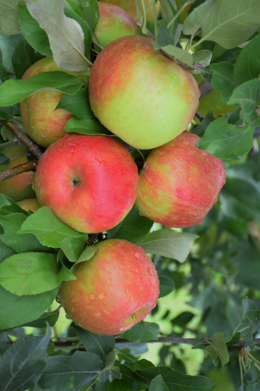 Honeycrisp Apple (Malus 'Honeycrisp') at Cashman Nursery