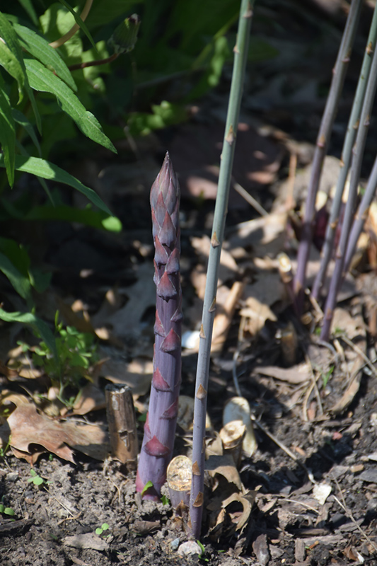 Purple Passion Asparagus (Asparagus 'Purple Passion') at Cashman Nursery