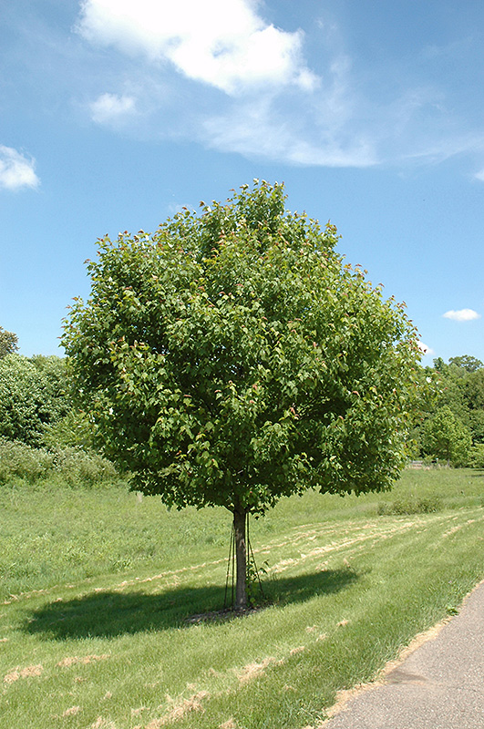 Northwood Red Maple (Acer rubrum 'Northwood') at Cashman Nursery