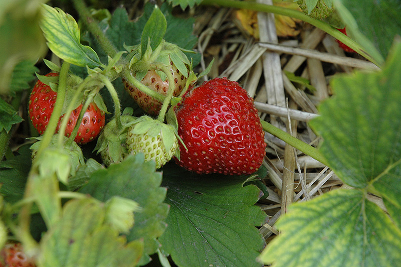 Sparkle Strawberry (Fragaria 'Sparkle') at Cashman Nursery