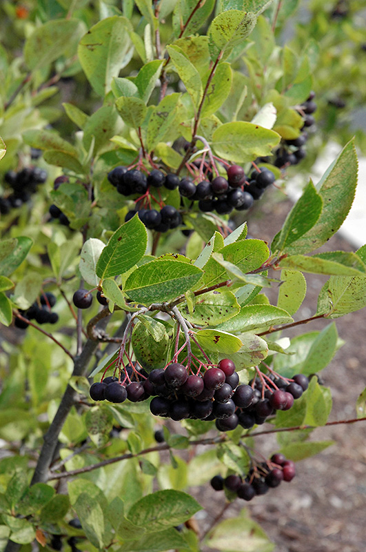 Iroquois Beauty Black Chokeberry (Aronia melanocarpa 'Morton') at Cashman Nursery