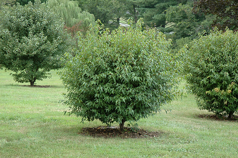 Compact Amur Maple (Acer ginnala 'Compactum') at Cashman Nursery