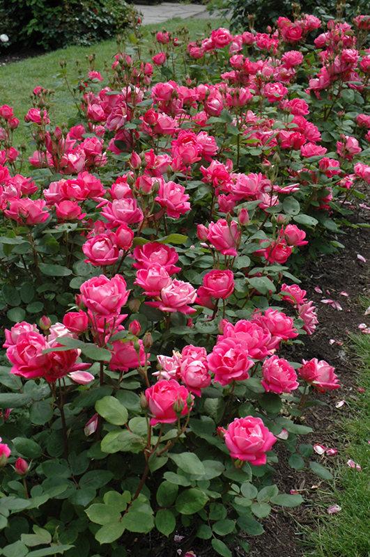 Double Knock Out Rose (Rosa 'Radtko') at Cashman Nursery