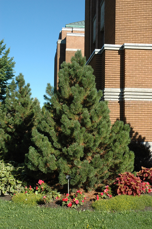 Tannenbaum Mugo Pine (Pinus mugo 'Tannenbaum') at Cashman Nursery