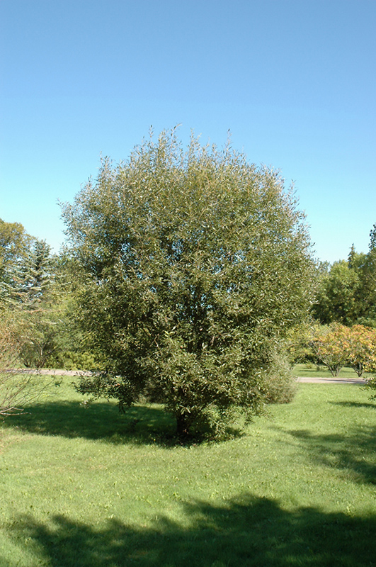 Pussy Willow (Salix discolor) at Cashman Nursery
