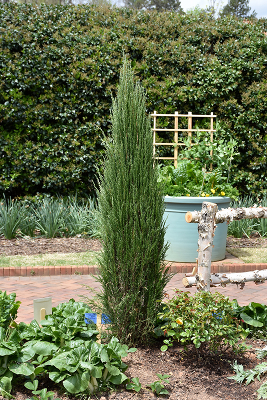 Blue Arrow Juniper (Juniperus scopulorum 'Blue Arrow') at Cashman Nursery