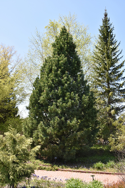 Swiss Stone Pine (Pinus cembra) at Cashman Nursery