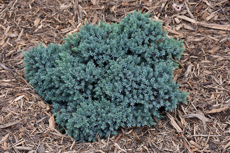 Blue Star Juniper (Juniperus squamata 'Blue Star') at Cashman Nursery