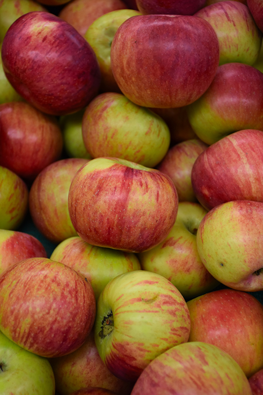 Cortland Apple (Malus 'Cortland') at Cashman Nursery