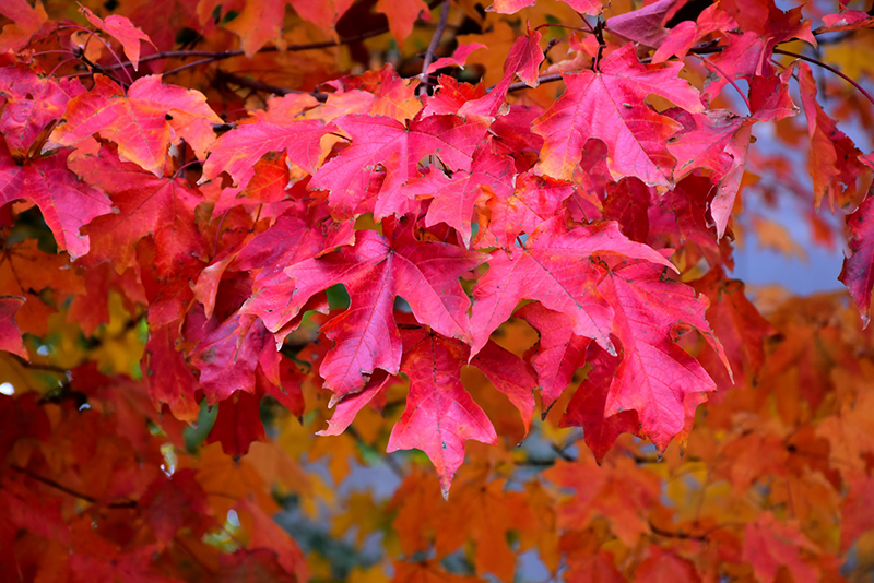 Fall Fiesta Sugar Maple (Acer saccharum 'Bailsta') at Cashman Nursery