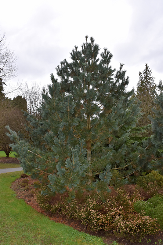 Limber Pine (Pinus flexilis) at Cashman Nursery