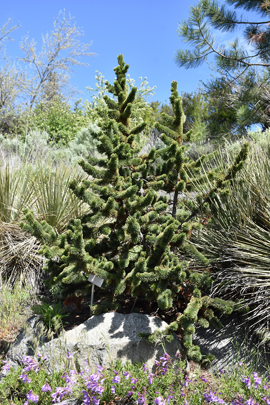 Bristlecone Pine (Pinus aristata) at Cashman Nursery