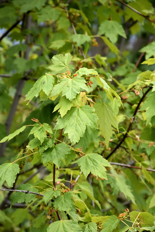 Rocky Mountain Maple (Acer glabrum) at Cashman Nursery