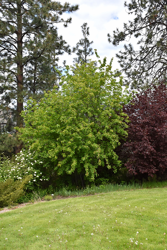 Rocky Mountain Maple (Acer glabrum) at Cashman Nursery
