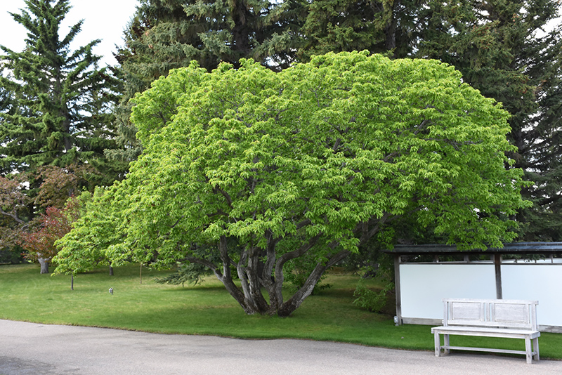 Amur Maple (Acer ginnala) at Cashman Nursery