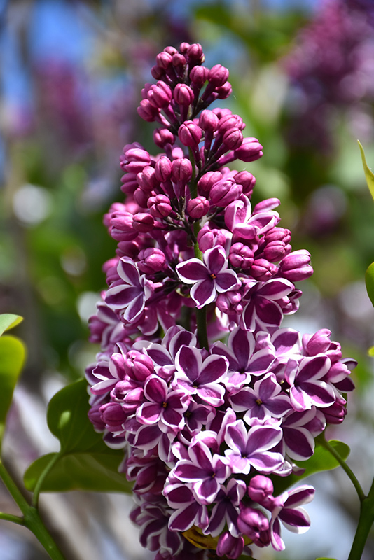 Sensation Lilac (Syringa vulgaris 'Sensation') at Cashman Nursery