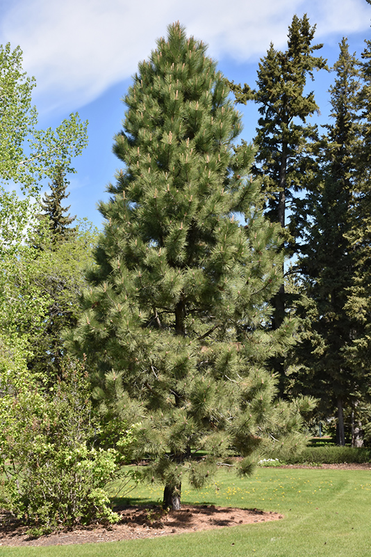 Yellow Pine (Pinus ponderosa) at Cashman Nursery