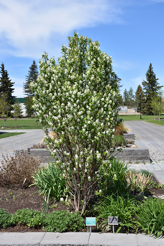 Standing Ovation Saskatoon Berry (Amelanchier alnifolia 'Obelisk') at Cashman Nursery