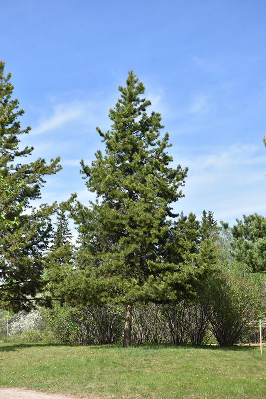 Lodgepole Pine (Pinus contorta 'var. latifolia') at Cashman Nursery