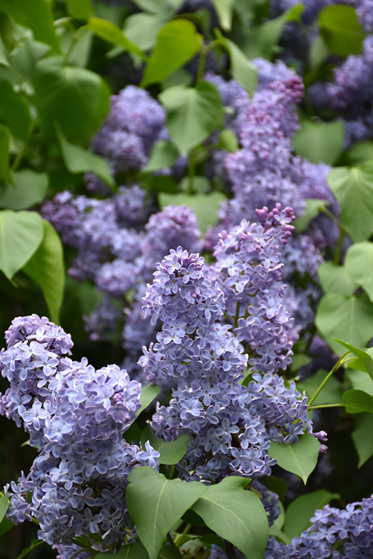 Wedgewood Blue Lilac (Syringa vulgaris 'Wedgewood Blue') at Cashman Nursery