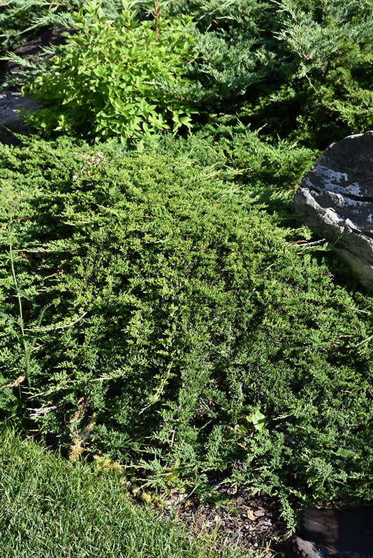 Tam Juniper (Juniperus sabina 'Tamariscifolia') at Cashman Nursery