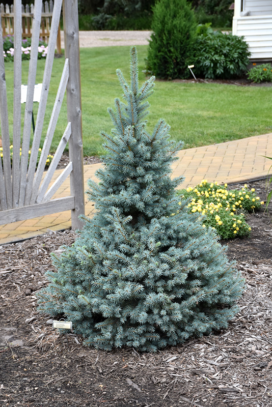 Sester Dwarf Blue Spruce (Picea pungens 'Sester Dwarf') at Cashman Nursery