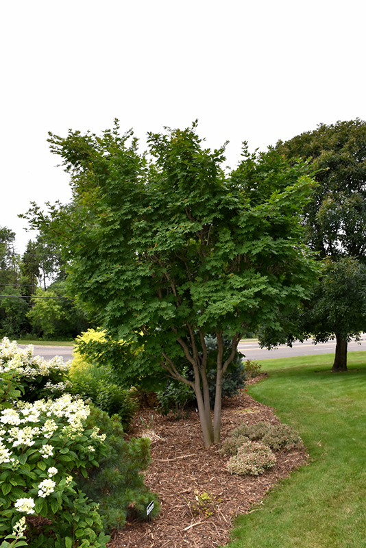 Korean Maple (Acer pseudosieboldianum) at Cashman Nursery