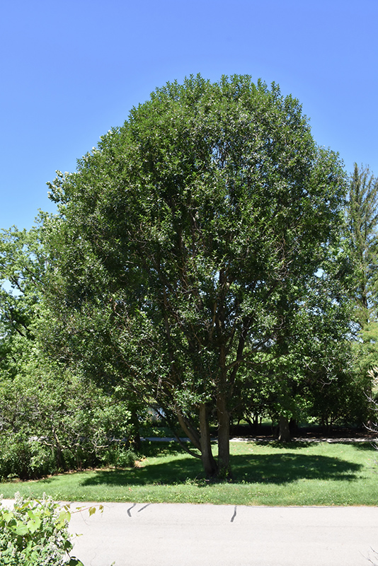 Laurel Leaf Willow (Salix pentandra) at Cashman Nursery