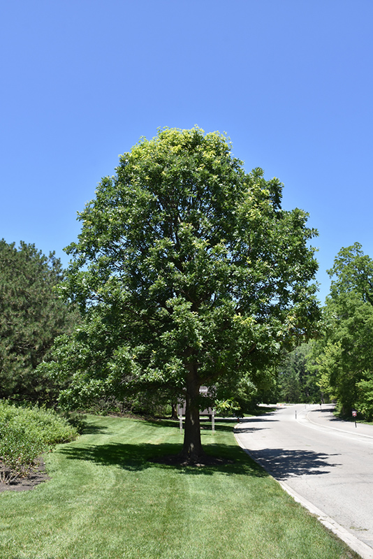 Bur Oak (Quercus macrocarpa) at Cashman Nursery