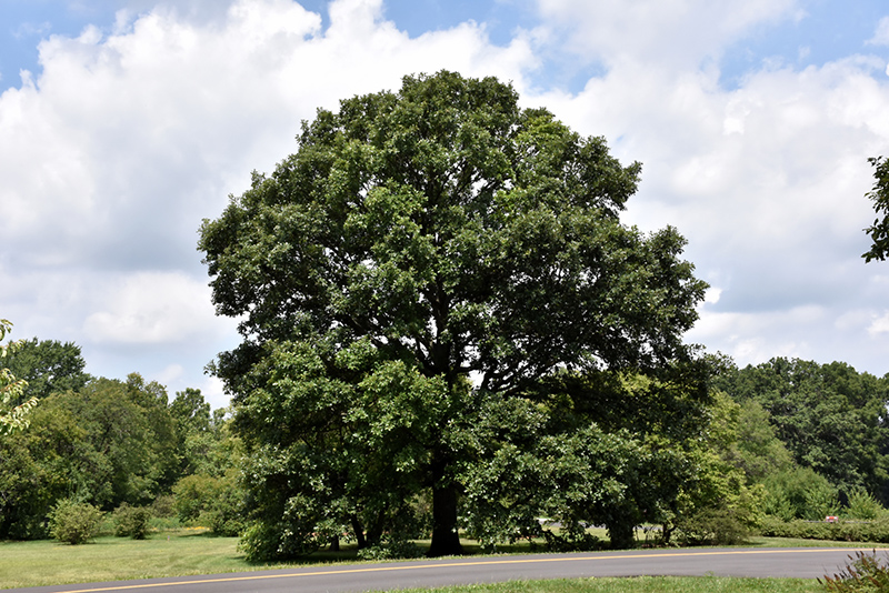 Swamp White Oak (Quercus bicolor) at Cashman Nursery